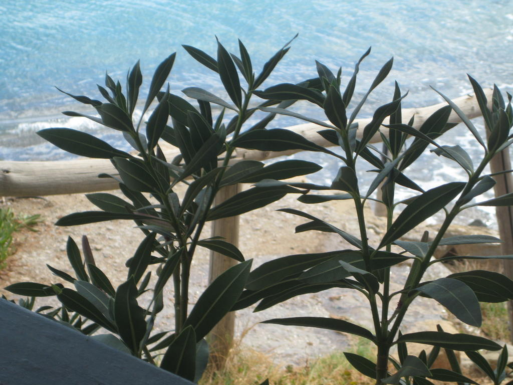 Coral Front Beach Káto Zákros 외부 사진