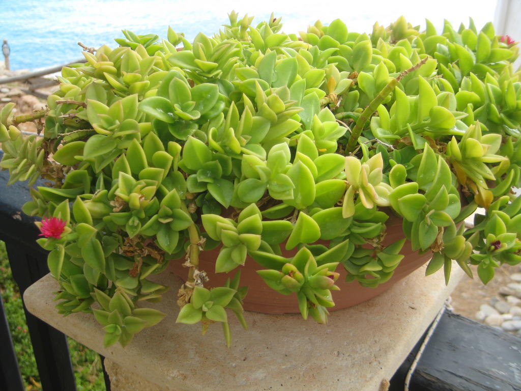 Coral Front Beach Káto Zákros 외부 사진